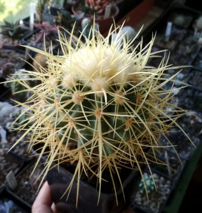 Echinocactus grusonii f.nova longispinus (16 см)