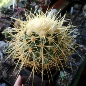 Echinocactus grusonii f.nova longispinus (16 см) | 26