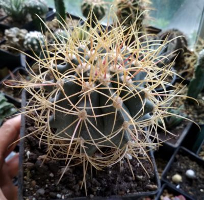 FEROCACTUS ACANTHODES - Зображення 2