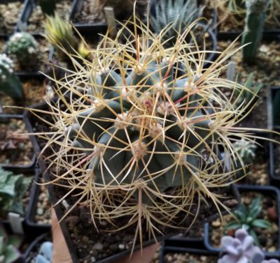 FEROCACTUS ACANTHODES