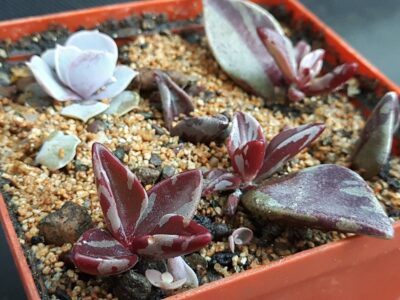 Lenophyllum guttatum red variegata
