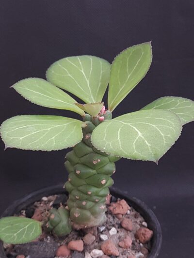 Monadenium obesum