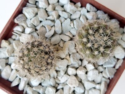 Neoporteria nigrihorrida