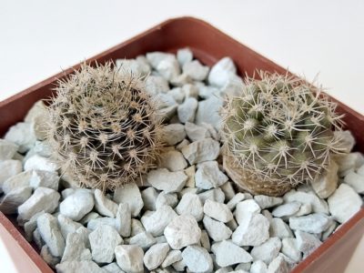 Neoporteria nigrihorrida