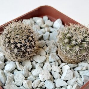 Neoporteria nigrihorrida