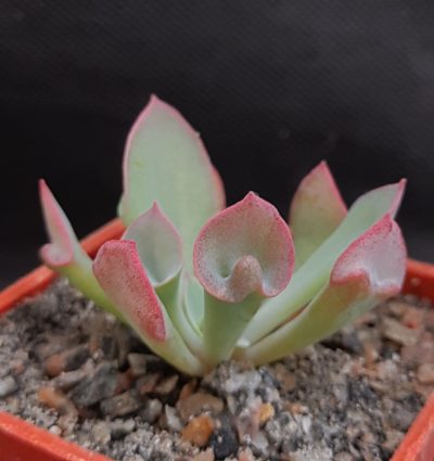 Echeveria Trumpet Pinky