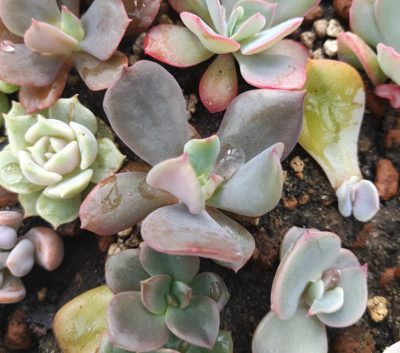 Echeveria Dark Vader - Зображення 2