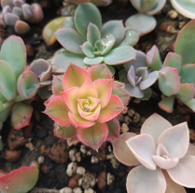 Aeonium Kiwi
