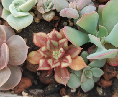 Echeveria nodulosa