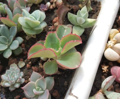 Echeveria Dicks Pink