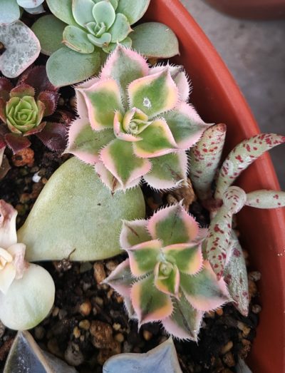 Aeonium Sunburst