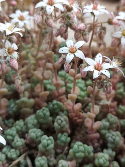 Sedum dasyphyllum