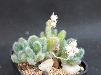 Sedum hintonii