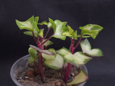 Senecio macroglossus var.