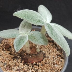 Sinningia leucotricha | 99