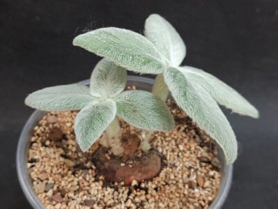 Sinningia leucotricha