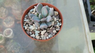 ECHEVERIA "CUPID" - Зображення 2
