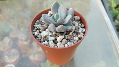 ECHEVERIA "CUPID"