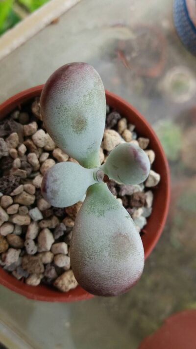 Cotyledon "PING PONG FU NIANG" - Зображення 2