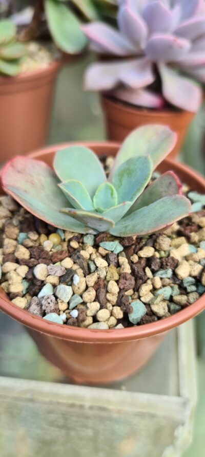 Echeveria "Rainbow Sunset"