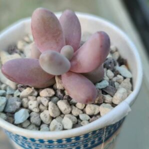 Pachysedum 'Ganzhou' | 128
