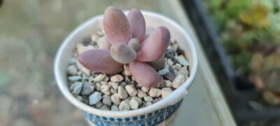 Pachysedum 'Ganzhou'