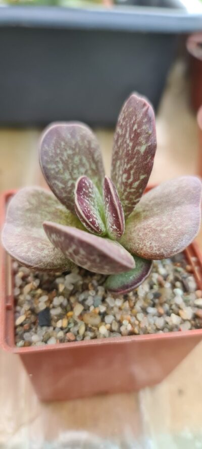 Adromischus "Maculatus"