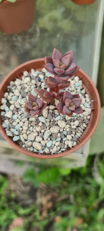 GRAPTOSEDUM "ALPENGLOW" - Зображення 2