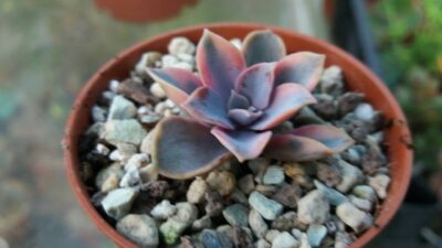 Echeveria "Rainbow" var. - Зображення 2