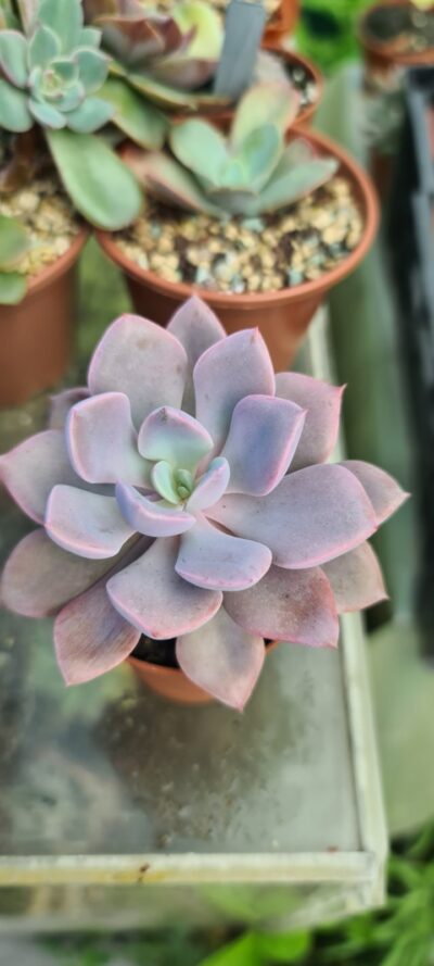 ECHEVERIA "DEBBY" - Зображення 2