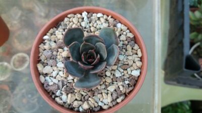 Echeveria "Santa Levis" - Зображення 4