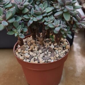 Echeveria "Purple Heart"