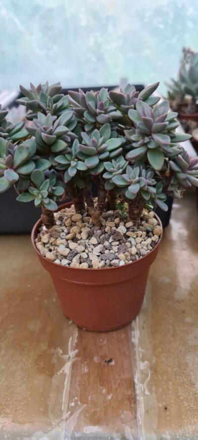 Echeveria "Purple Heart"