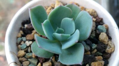 Echeveria "Echeveria Raindrops"
