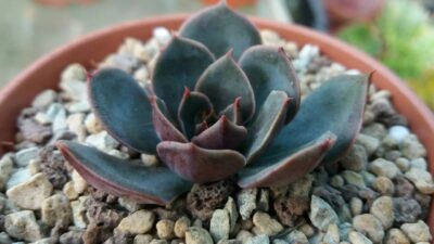 Echeveria "Santa Levis"