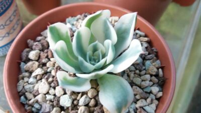 ECHEVERIA "Compton Carousel"