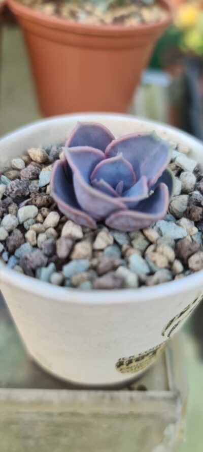 Echeveria "Perle von Nurnberg" var.