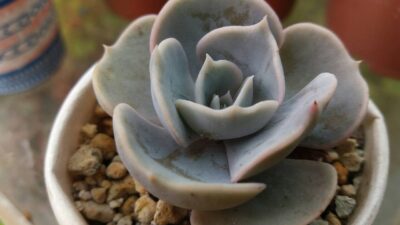 ECHEVERIA "BLUE SURPRISE"