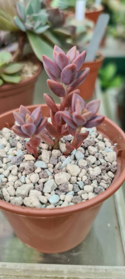 GRAPTOSEDUM "ALPENGLOW"