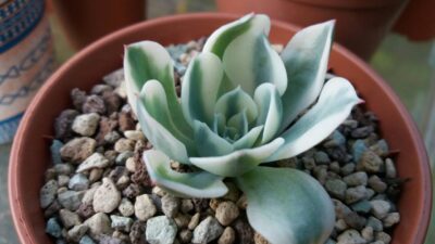 ECHEVERIA "Compton Carousel" - Зображення 2