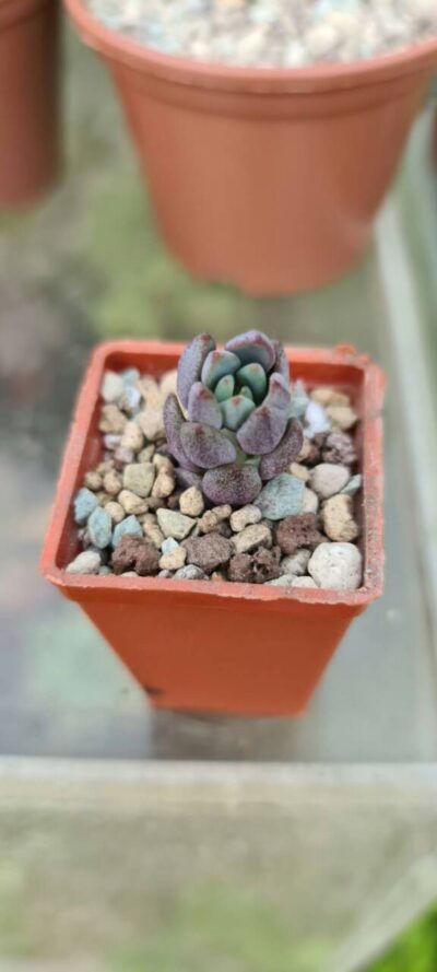GRAPTOVERIA "PURPLE DREAM"