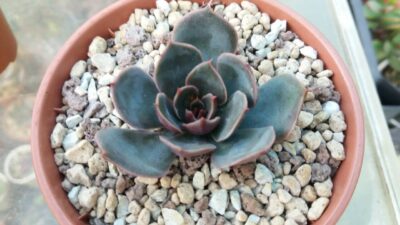 Echeveria "Santa Levis" - Зображення 2