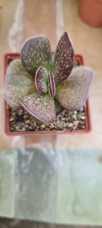 Adromischus "Maculatus" - Зображення 2