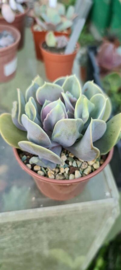 Echeveria "Trumpet Premium"
