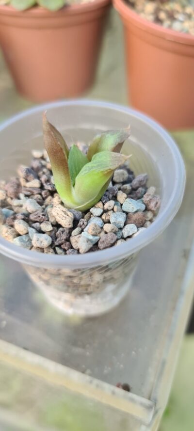 Haworthia "Retusa f. Green"