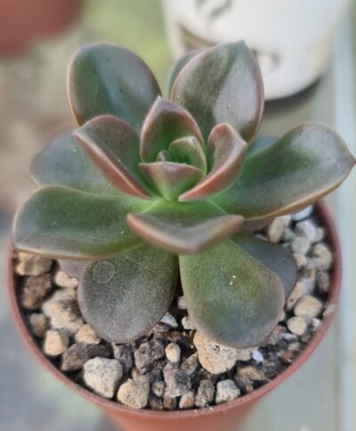 ECHEVERIA "MELACO"