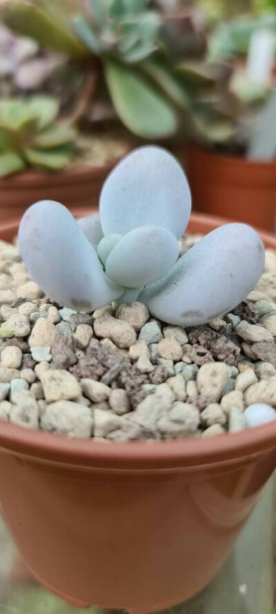 Pachyphytum "Оviferum"