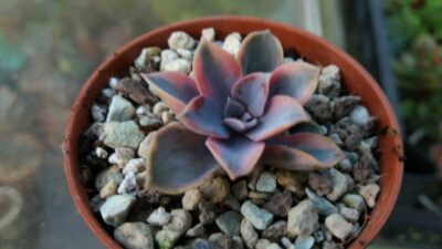 Echeveria "Rainbow" var.