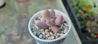 Pachysedum 'Ganzhou' - Зображення 3