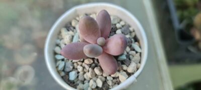 Pachysedum 'Ganzhou' - Зображення 2
